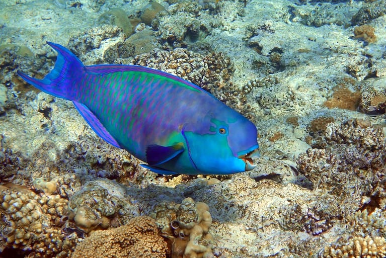 Red Sea Steephead Parrotfish (Chlorurus gibbus) - eating coral