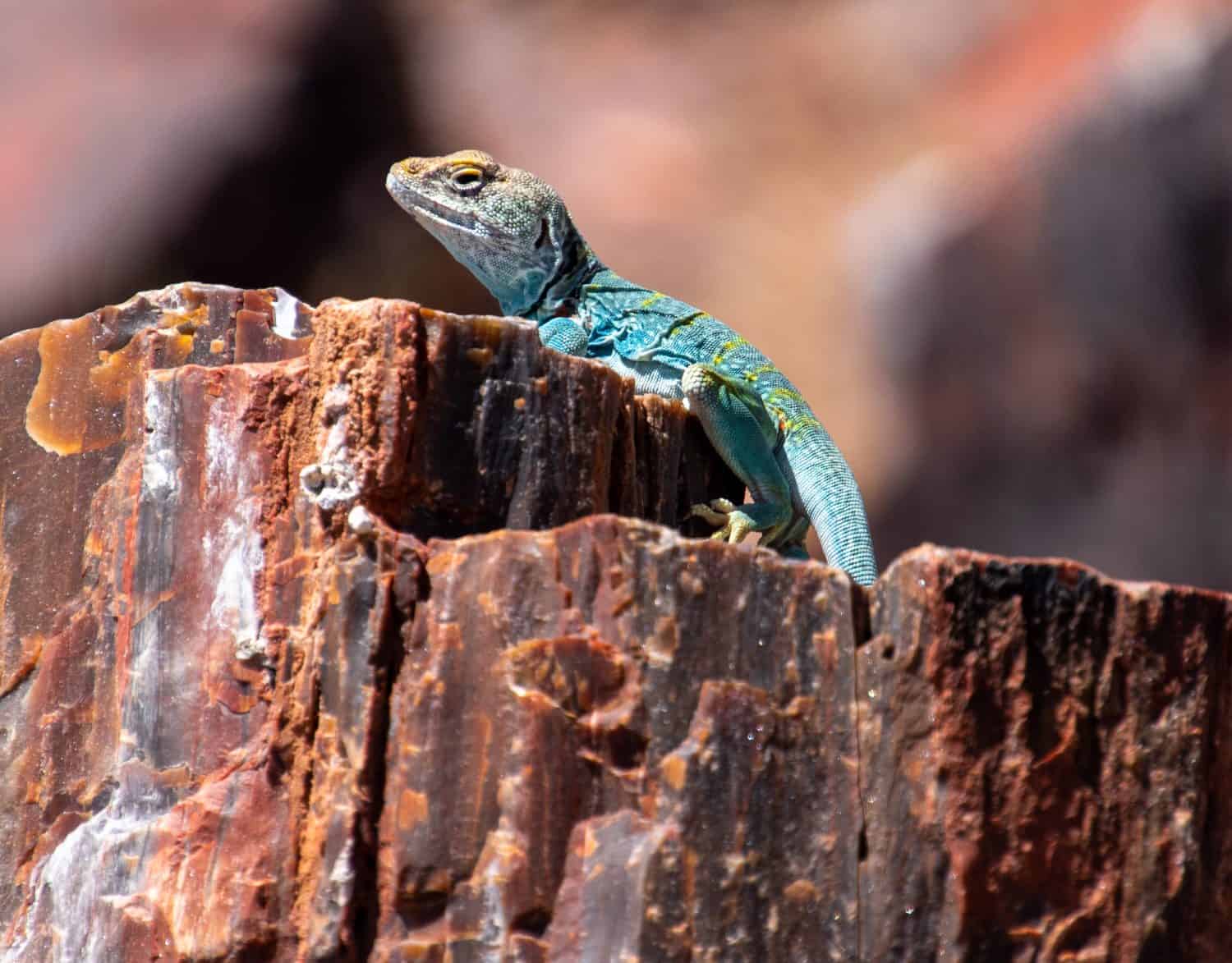 Beautiful collared lizard posing for me on a piece of petrified wood seen at the Petrified Forest National Park in Arizona.