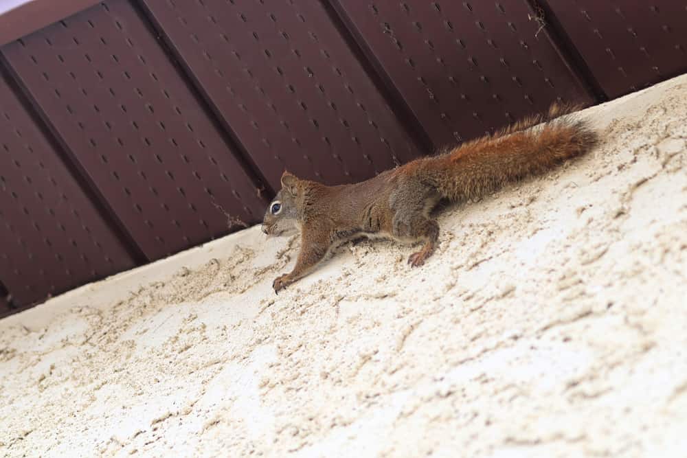 A squirrel climbing the stucco and side of a house