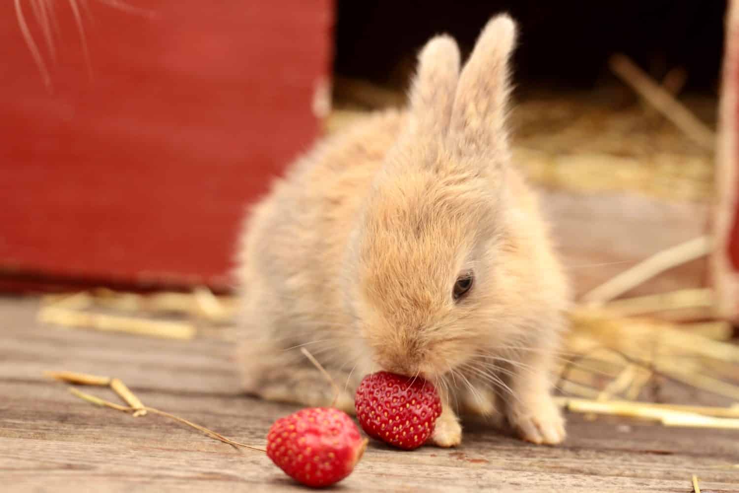 Baby Gotland rabbit eating a strawberry
