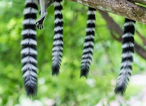 23 Animals with Striped Tails Picture