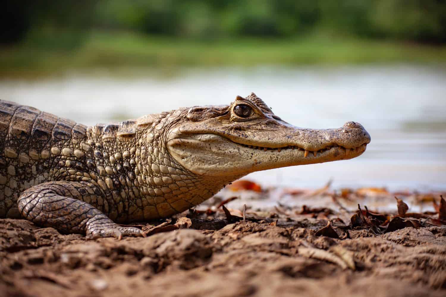 A Spectacled Caiman Crocodile rests on the bank of a lagoon on the Colombian Island of San Andres