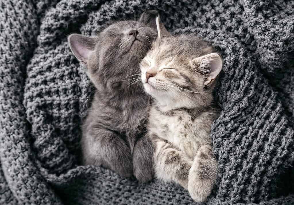 Couple kittens hugging in love friendship relationships napping have sweet dreams in crib. Kittens gently rub on knitted blanket. Cats love