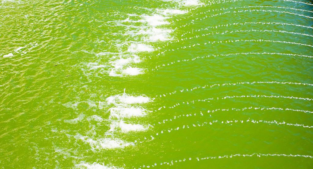 Green tides and bubbles on the surface of the water.