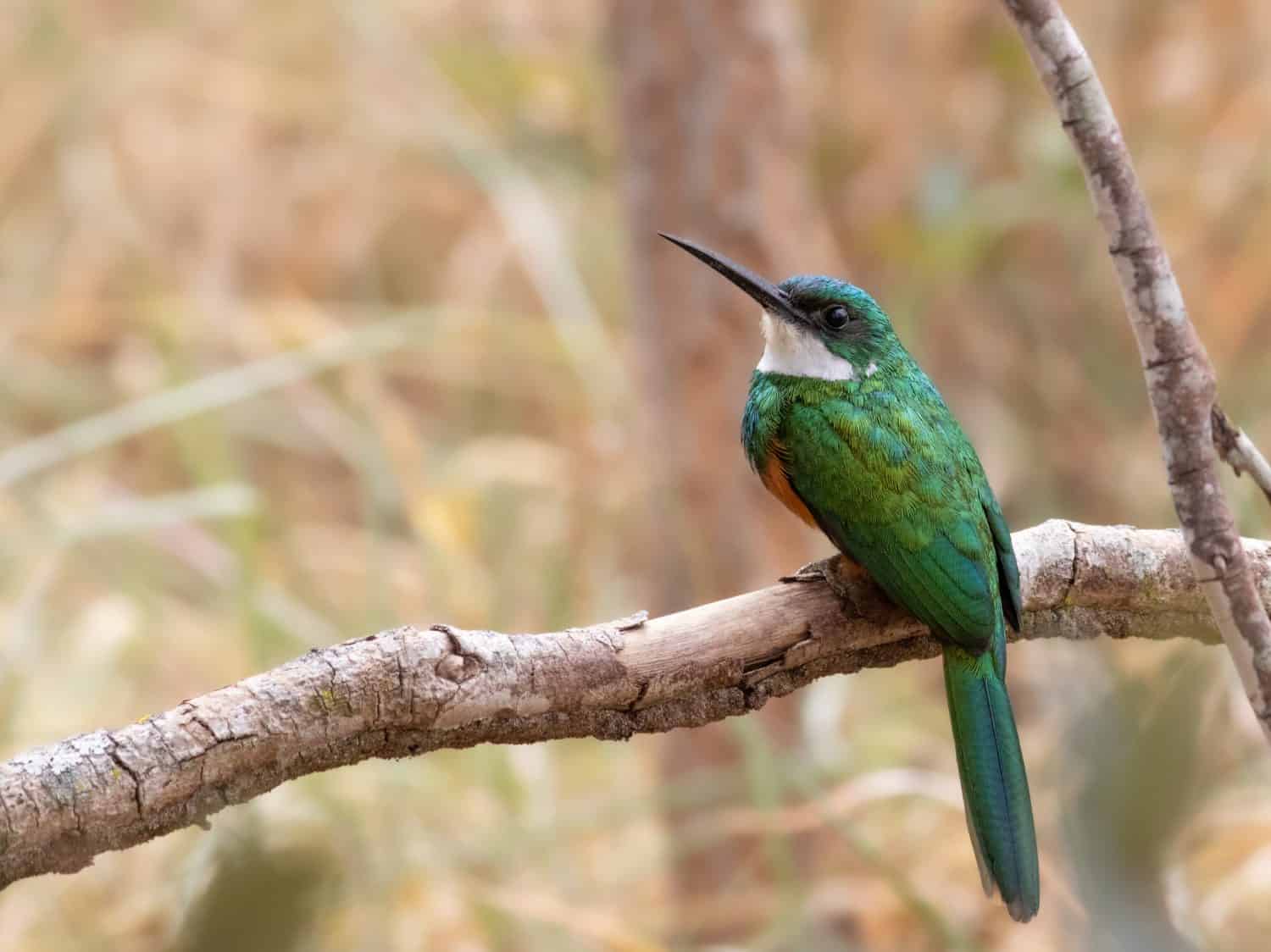 Rufous-Tailed Jacamar on central Brazil cerrado. I think this species is photogenic.
