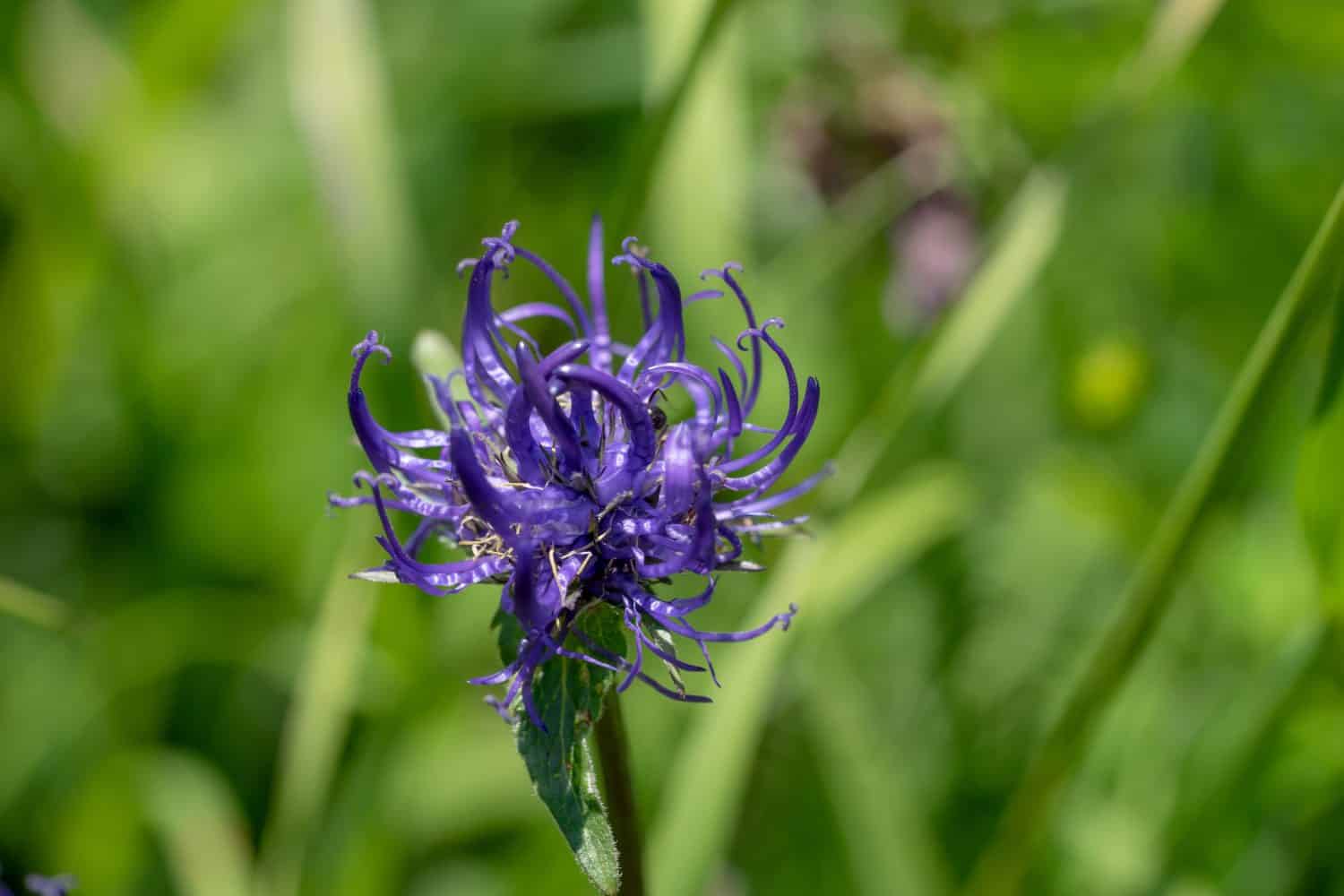 Phyteuma orbiculare flower. Common name round-headed rampion or Round head devil's claw