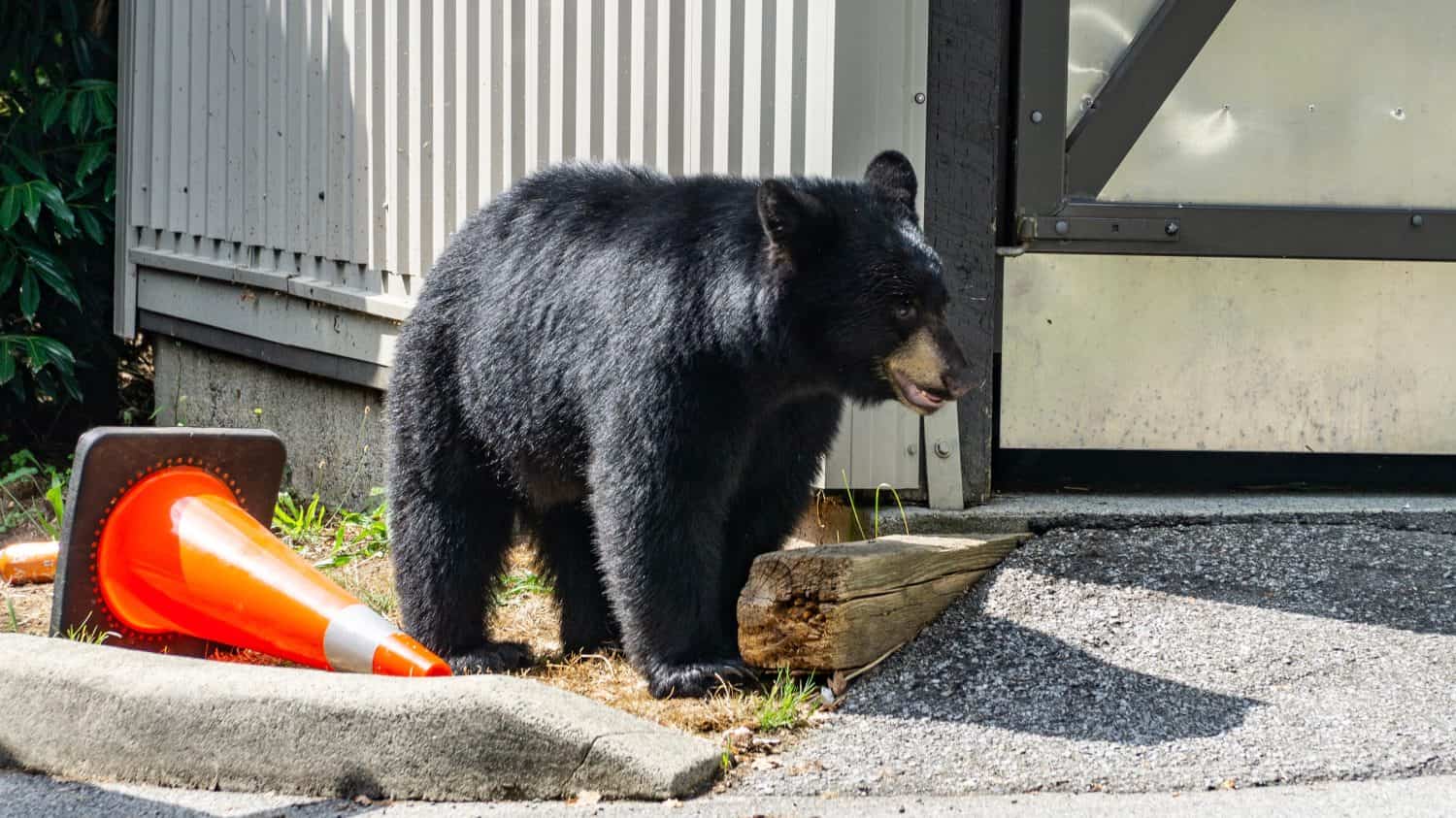 Young black bear is looking for food next to garbage enclosure