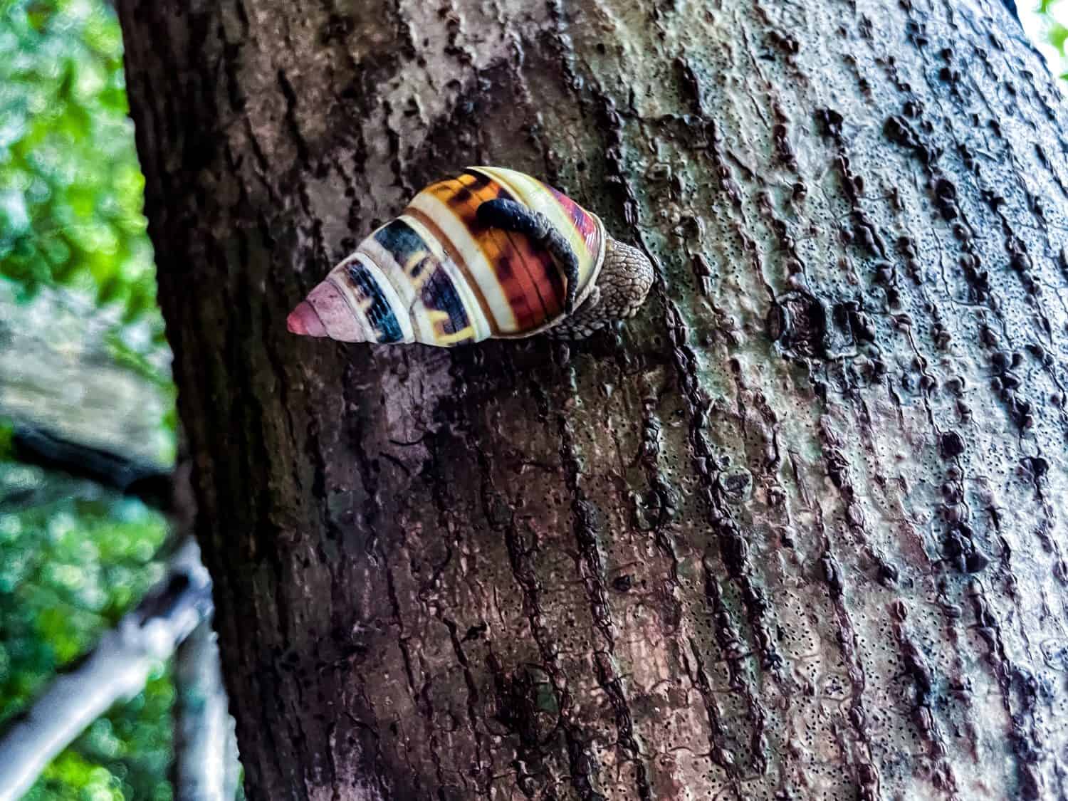 Shell of Liguus fasciatus aka Florida Tree Snail from Everglades