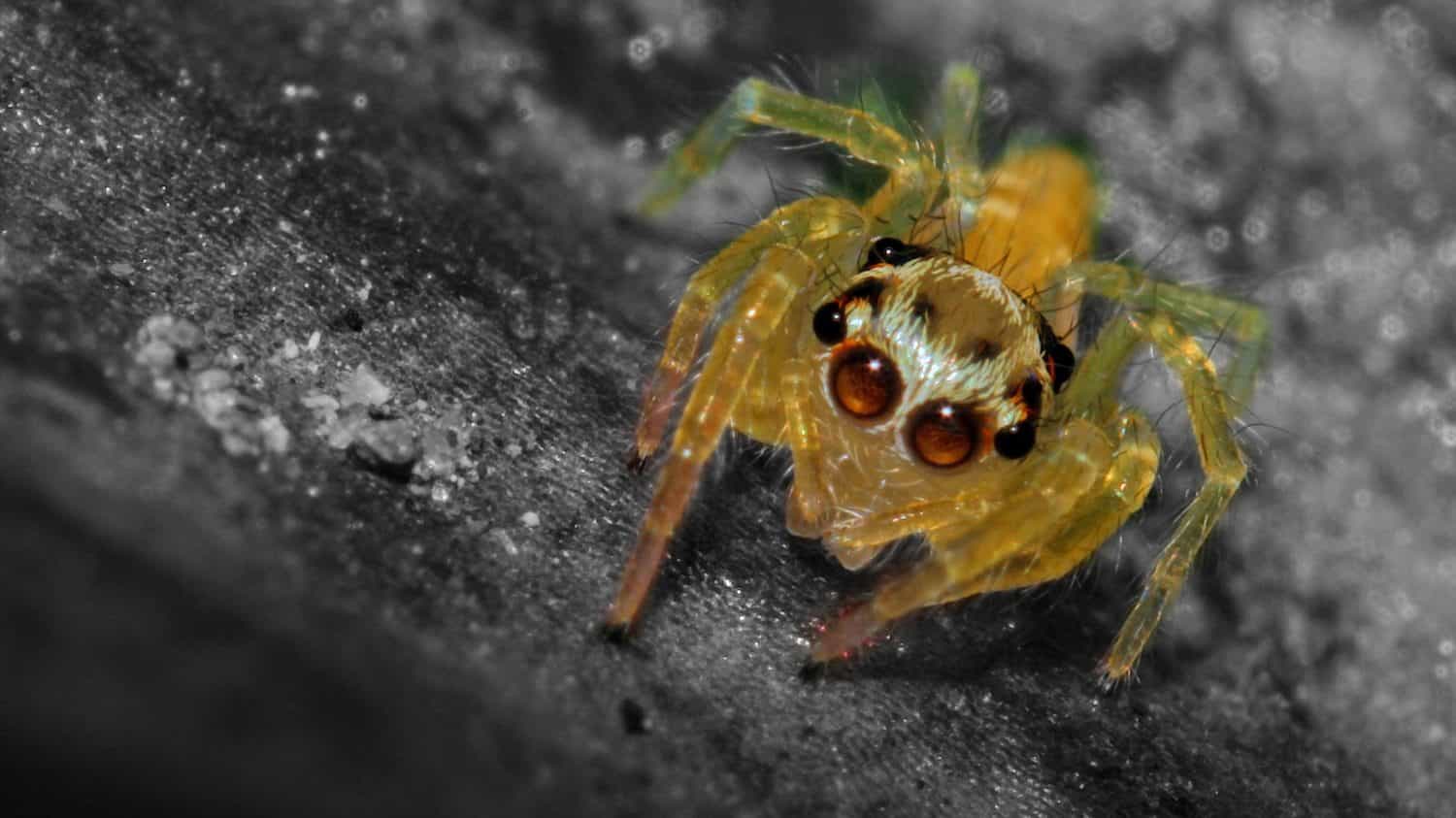 The baby jumping spider on a leaf