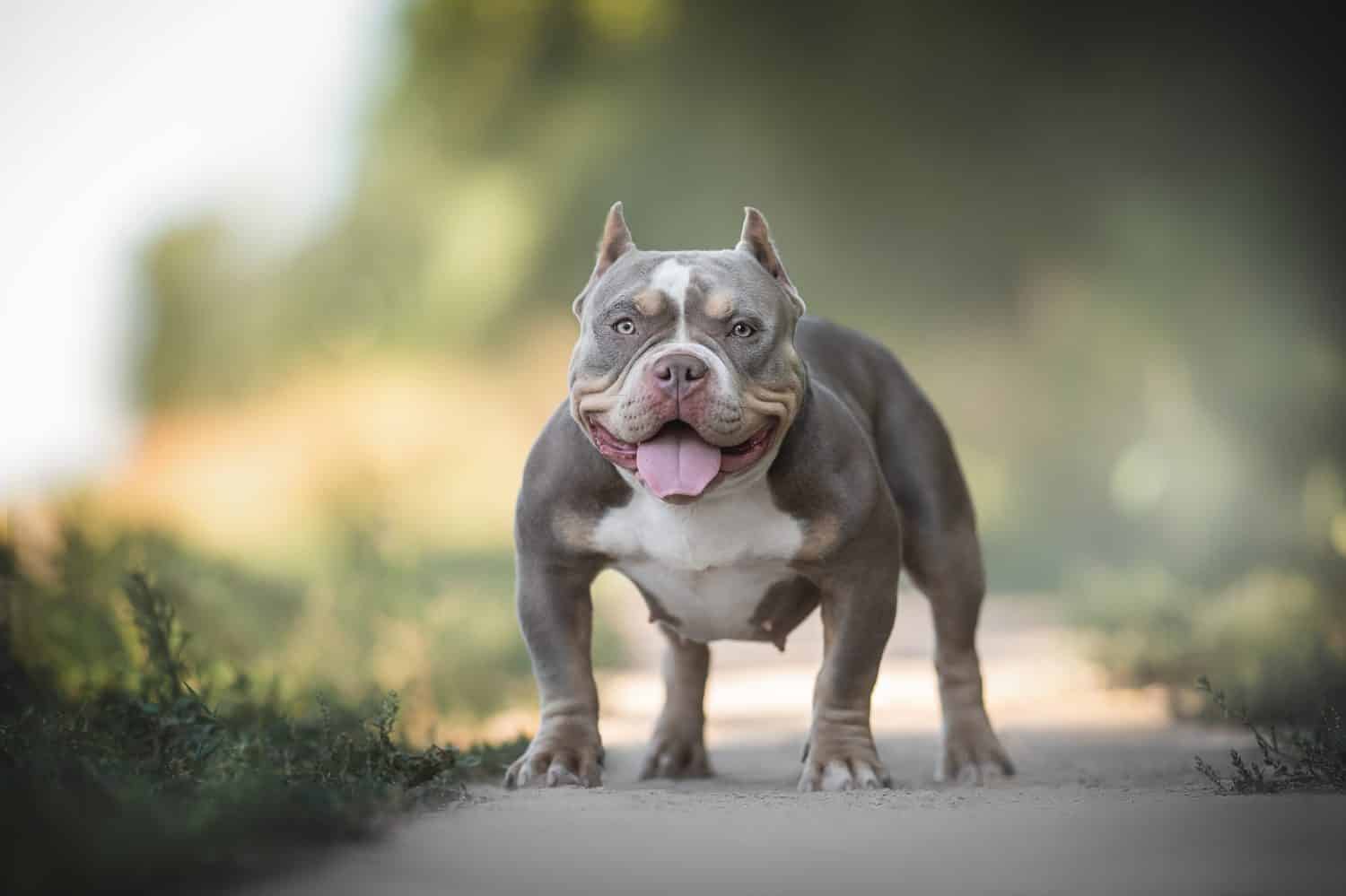 A young lilac American Bully standing on a sandy path among the green grass and looking directly into the camera against the backdrop of a bright summer landscape. The mouth is open