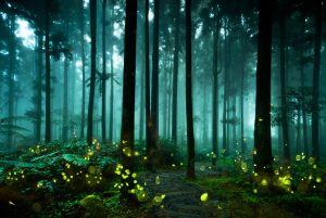 Dreaming of Fireflies: Discover the Spiritual Meaning and Interpretation Picture