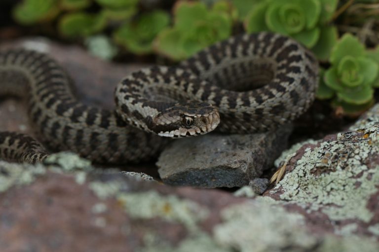 Darevsky's Viper (Vipera darevskii) from georgian mountains