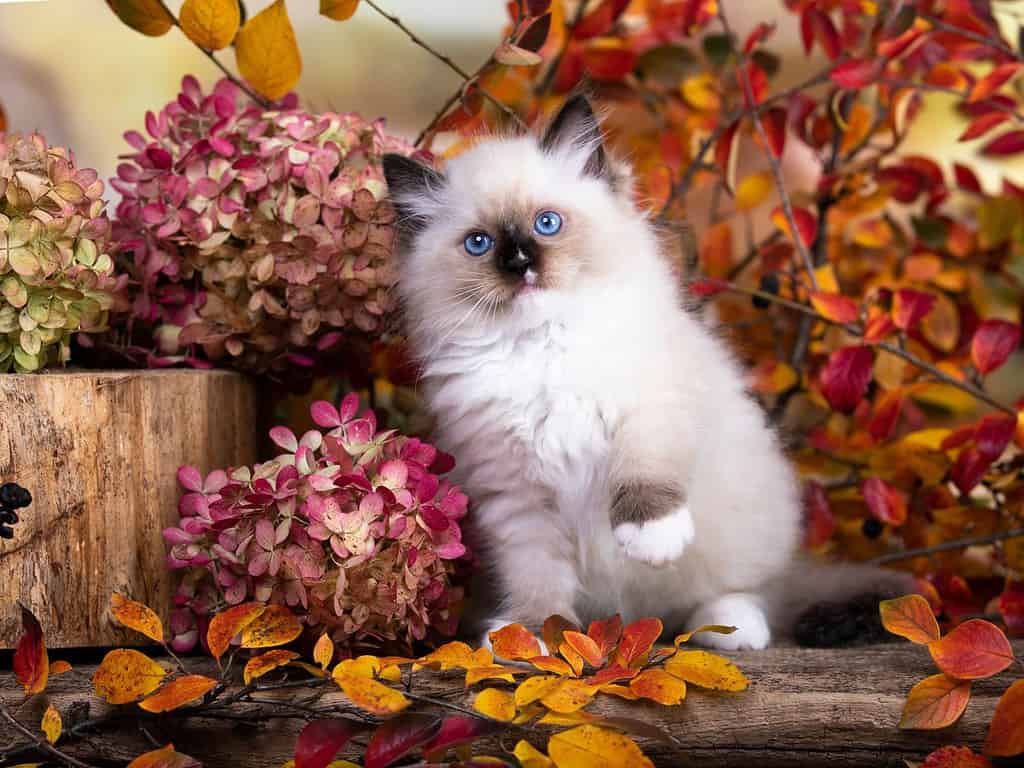 Kittens breed ragdoll in autumn background,
