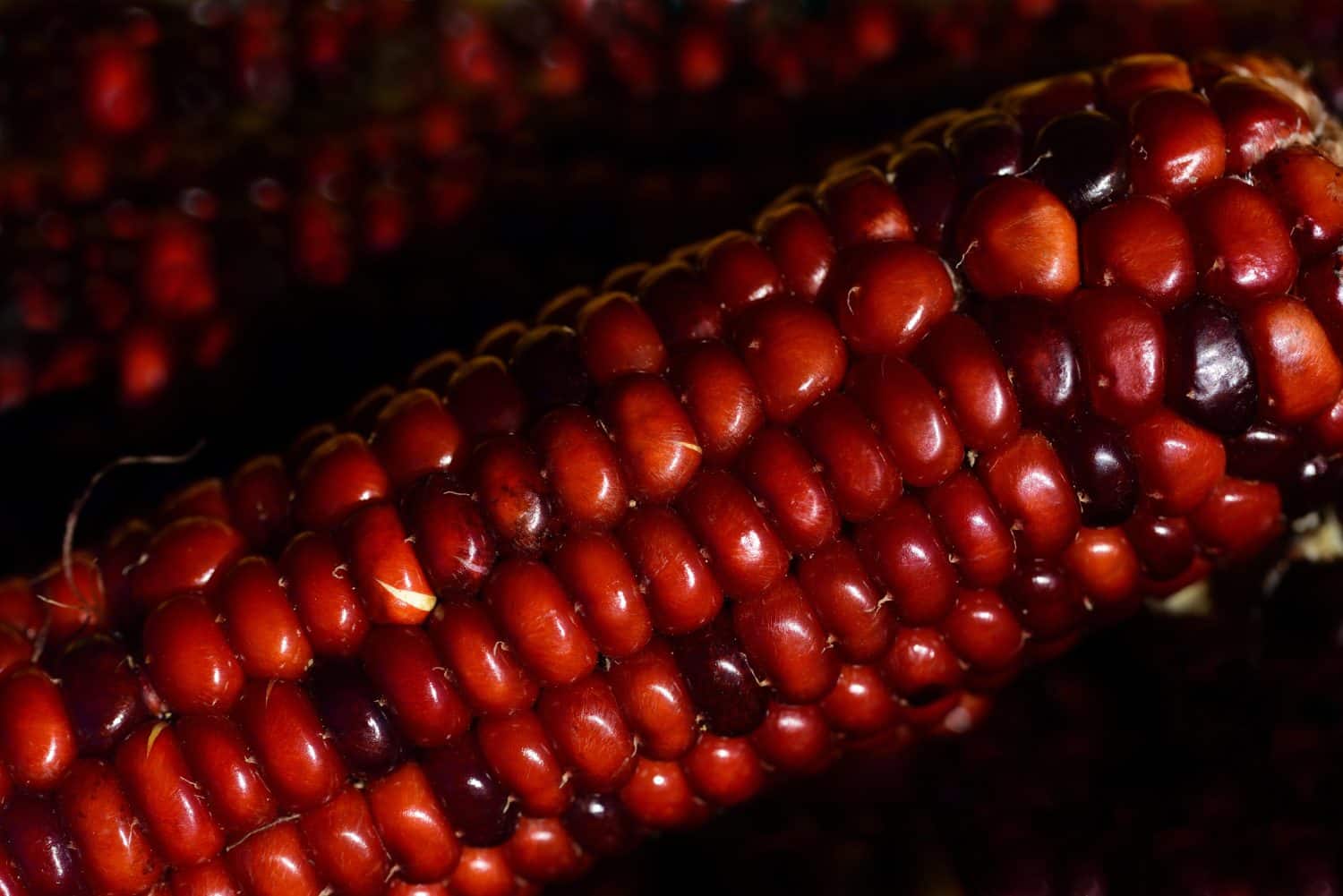 One flour corn variety is the Apache Red.