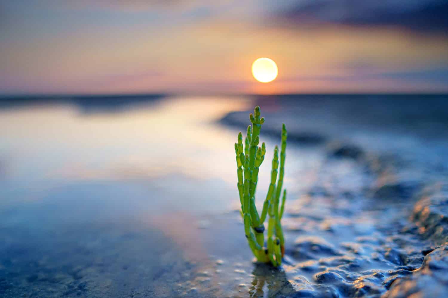A closeup shot of the sea asparagus near the water area with a sunset view in the background