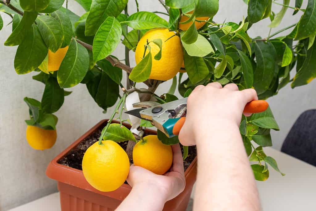 Harvesting fresh tasty lemons from potted citrus plant. Close-up of the females hands who harvest the indoor growing lemons with hand pruners. Ripe yellow lemon Volcameriana fruits and green leaves