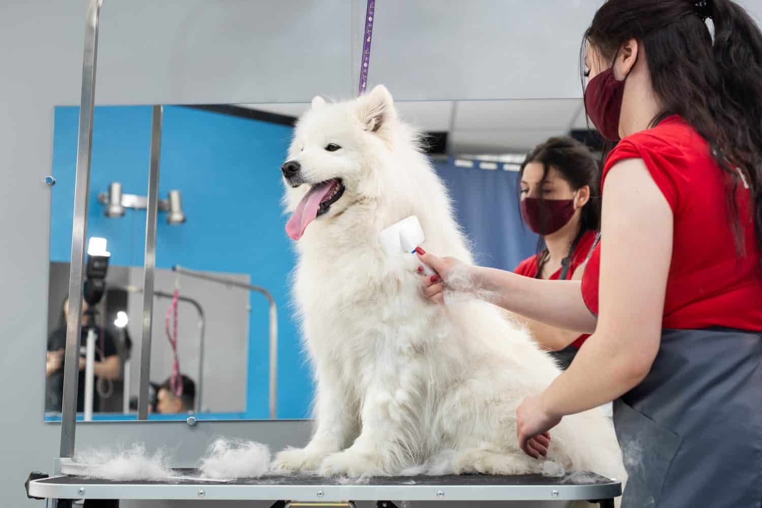 A female groomer combing a Samoyed dog with comb. Big dog in grooming salon.