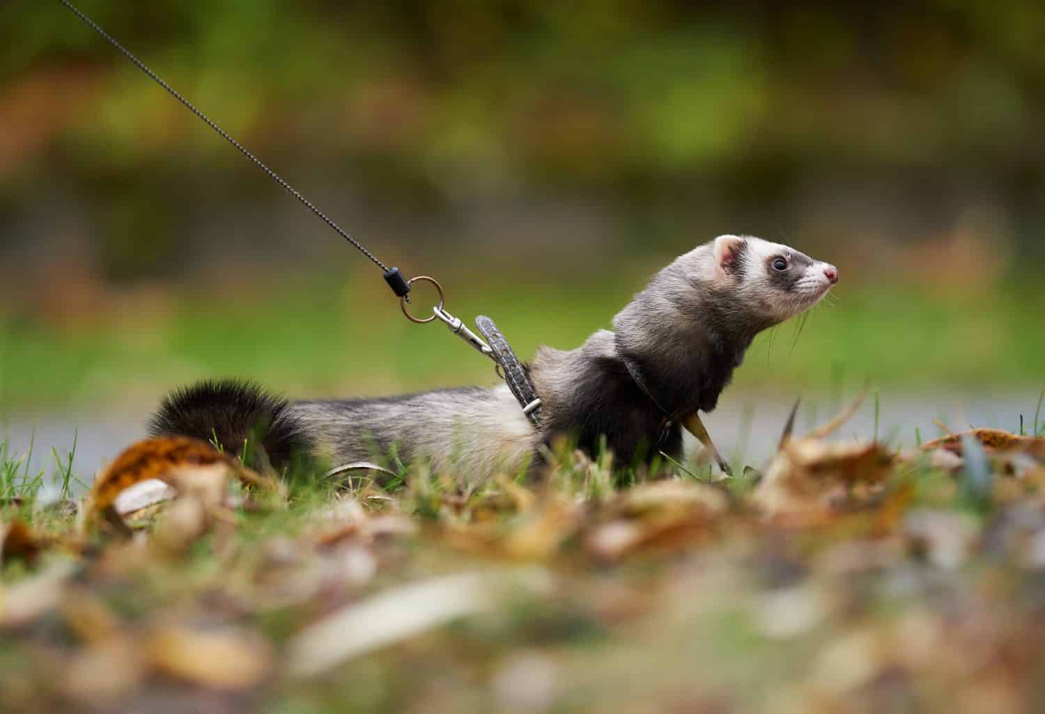 Black sable ferret in the autumn nature.                                