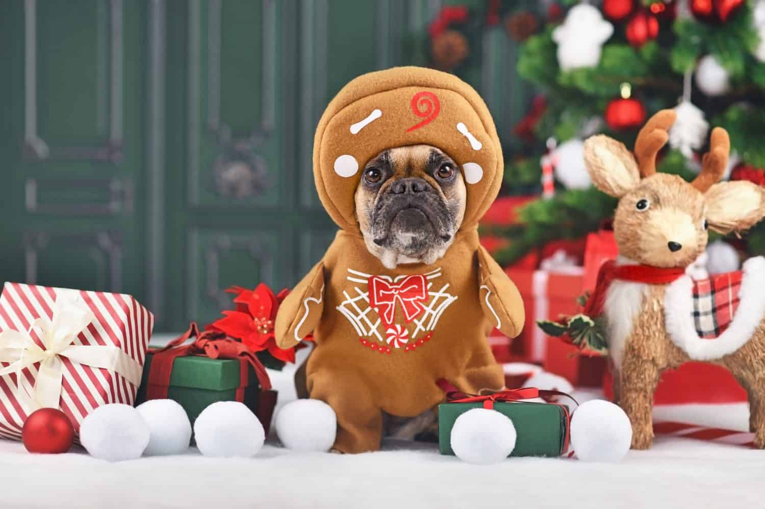Funny dog Christmas costume. French Bulldog wearing gingerbread outfit with arms surrounded by festive decoration