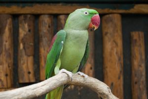 All About the Alexandrine Parakeet: Personality, Diet, Habitat, & More Picture