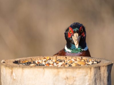A 17 Human Foods You Can Safely Feed to Birds