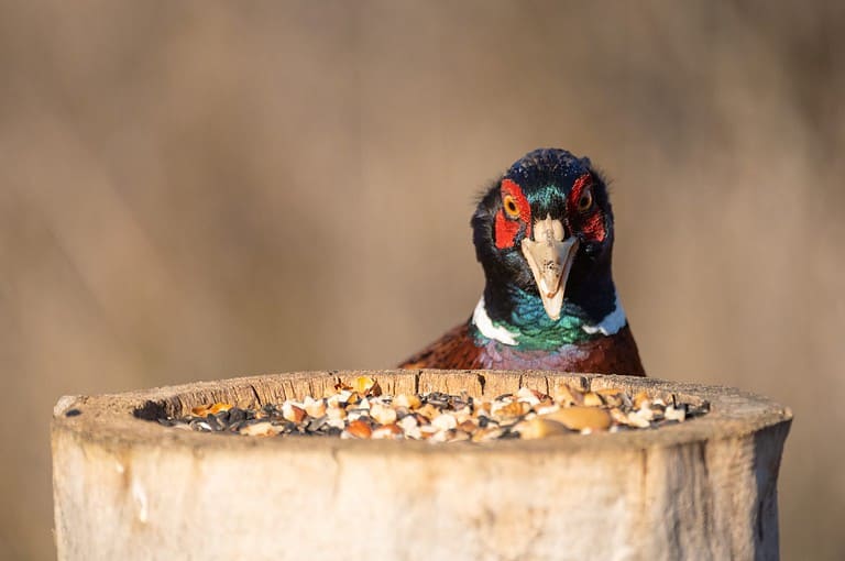 Head colorful male Common Pheasant Scientific name Phasianus colchicus, in the wild. Close up. A male pheasant eats seeds from a bird feeder. A bird on a beige background.