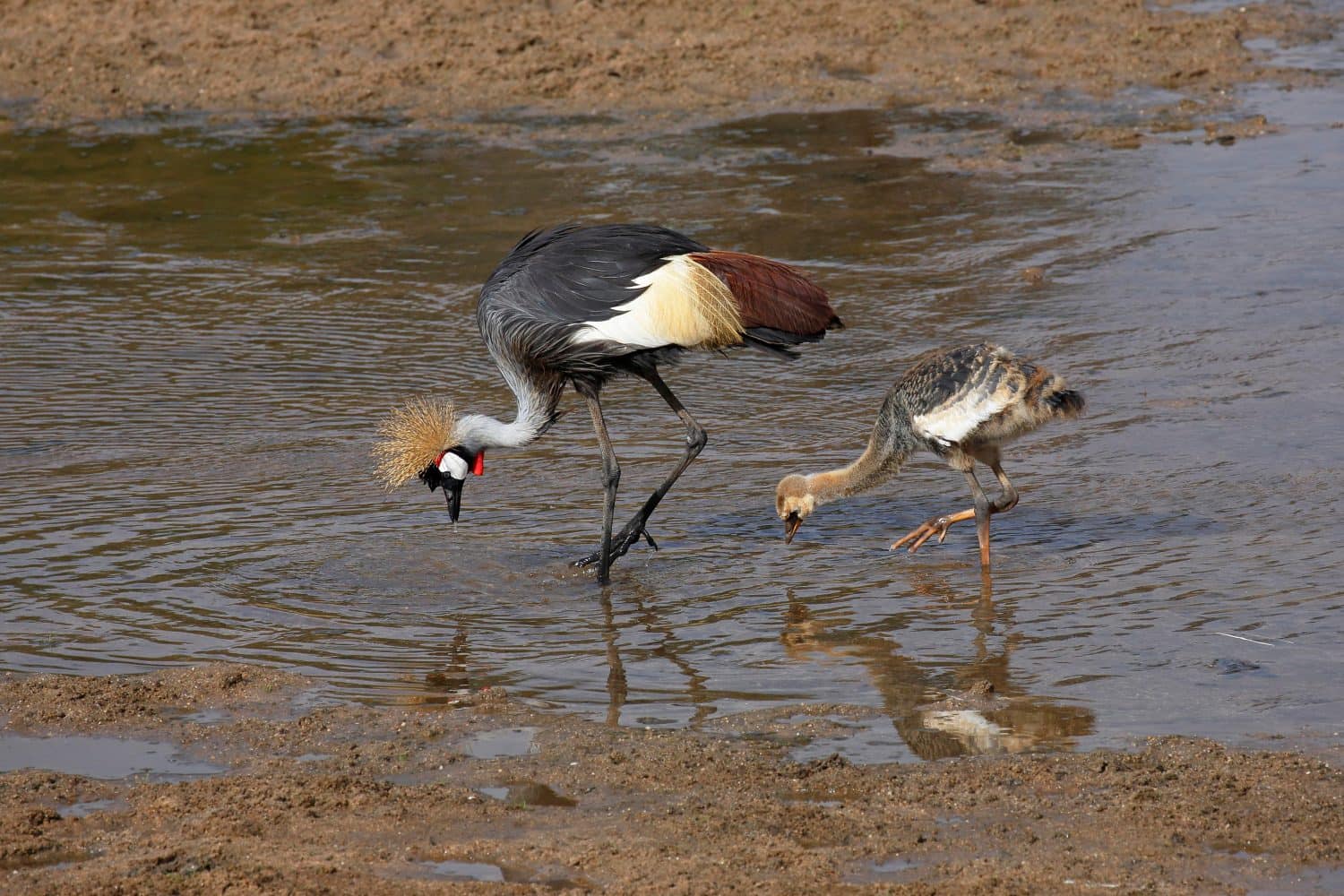 Grey Crowned Cranes (Balearica regulorum), adult and chick in water, Tarangire National Park, Tanzania, East Africa