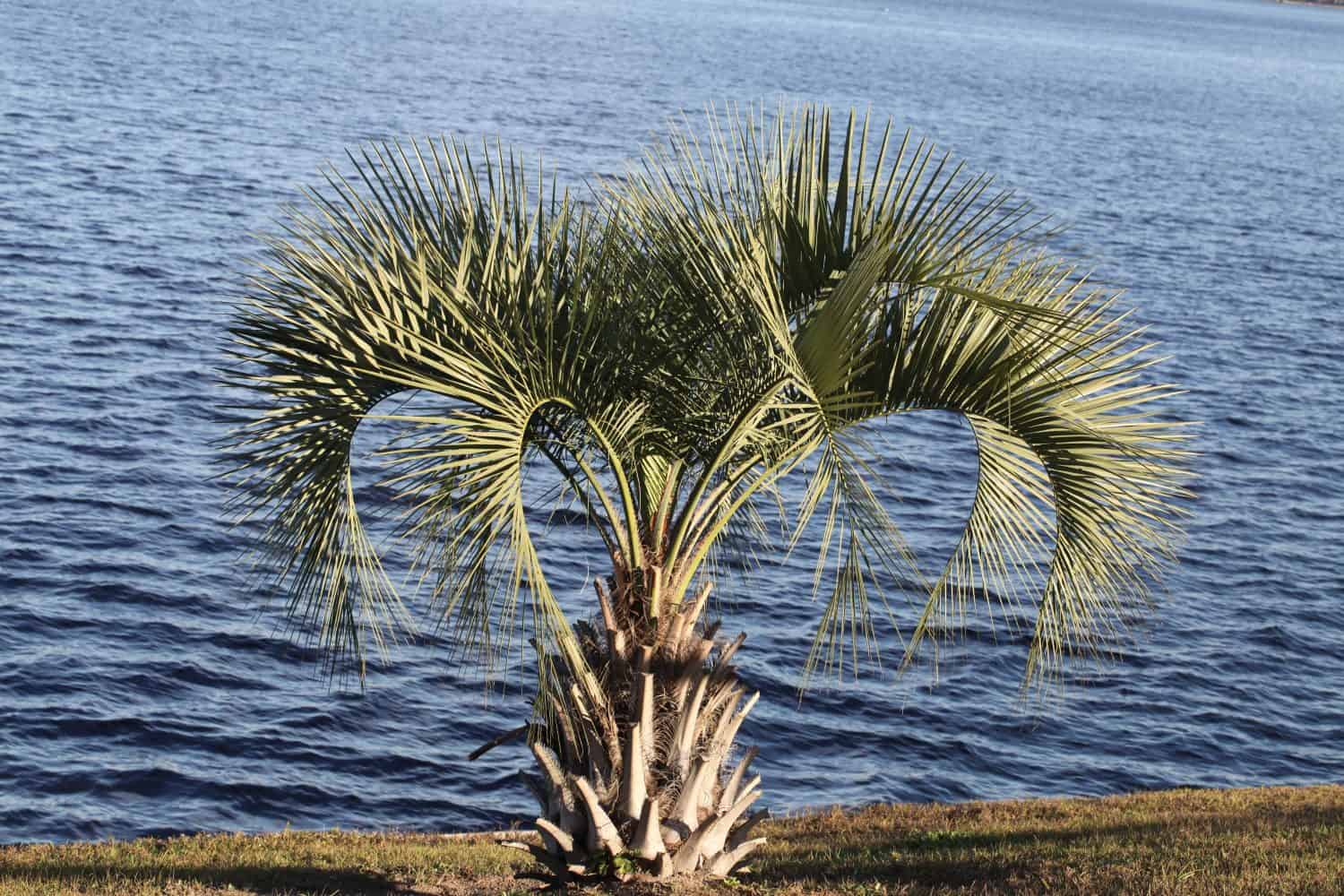 The pindo palm’s other common name is jelly palm