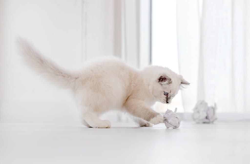 Adorable fluffy white ragdoll cat playing with paper balls on the floor in light room and looking at the camera with blue eyes. Lovely cute purebred feline pet outdoors with toys