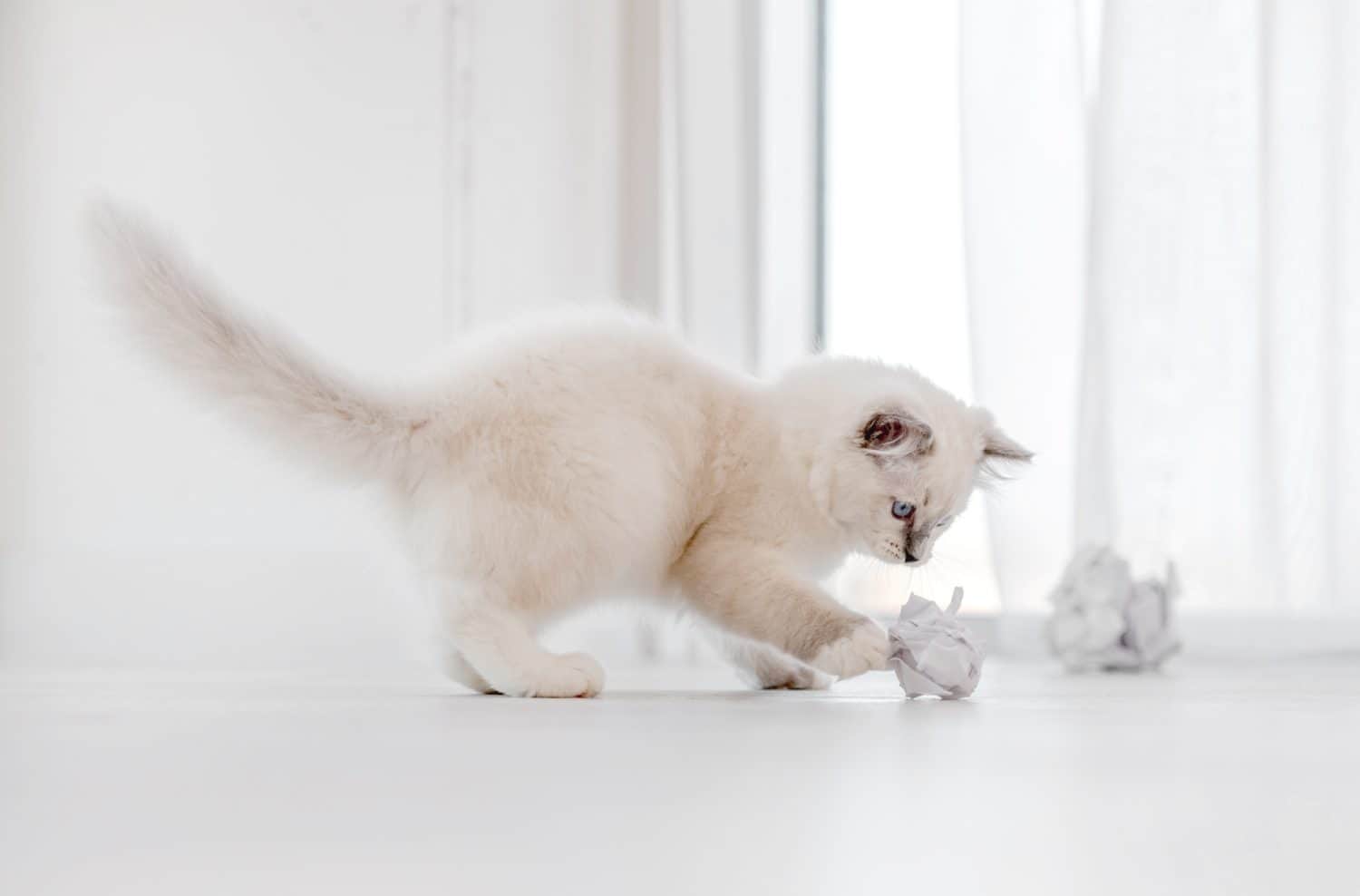 Adorable fluffy white ragdoll cat playing with paper balls on the floor in light room and looking at the camera with blue eyes. Lovely cute purebred feline pet outdoors with toys