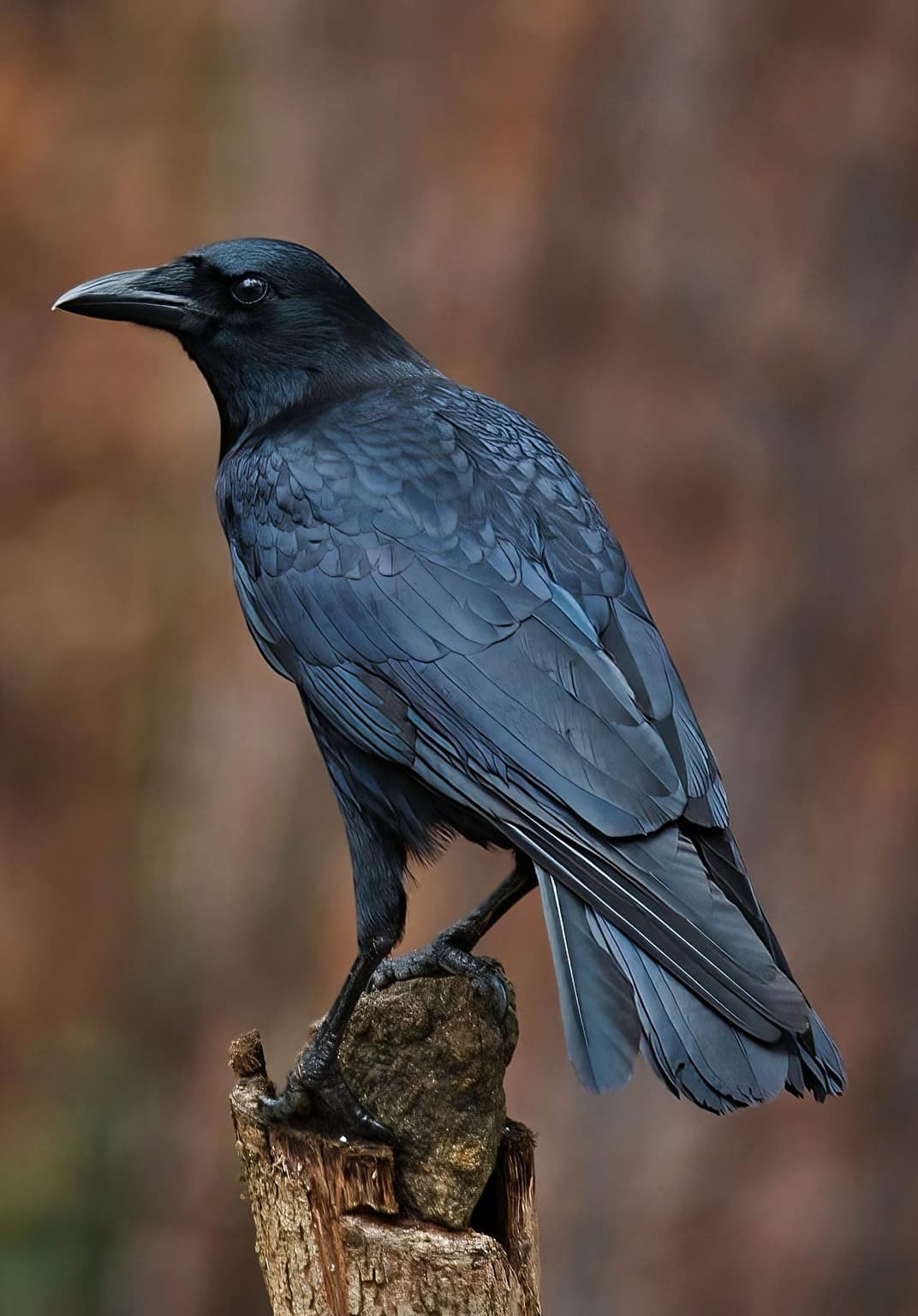 Do Crows Mate for Life? 7 Amazing Facts About These Loyal Birds - A-Z