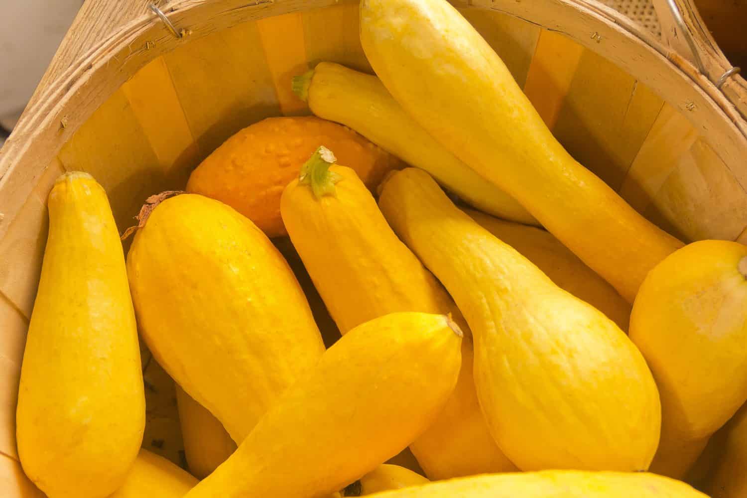 Fresh organic yellow summer squash in a basket at the farmers market