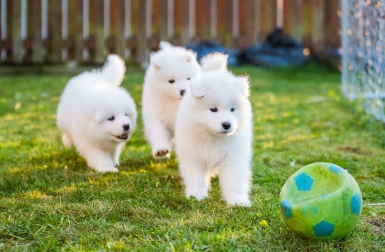 Funny fluffy white Samoyed puppies dogs are playing