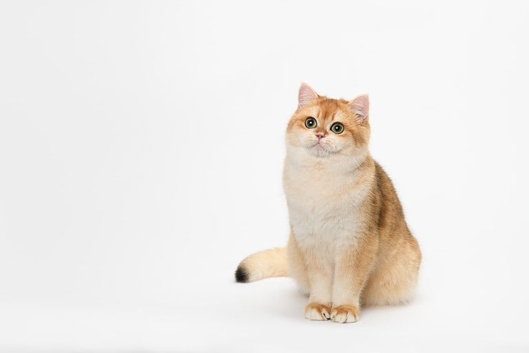 Scottish shorthair cat sitting down