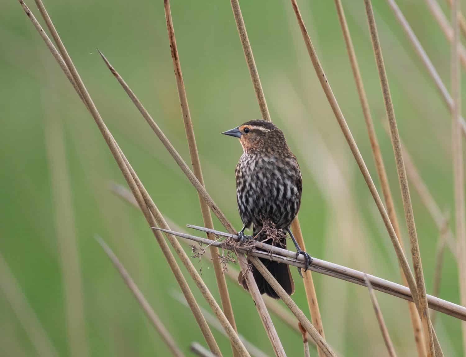 Juvenile White-throated or Seaside Sparrow perched on a dried plant or reed in Fontainebleau State Park, Louisiana