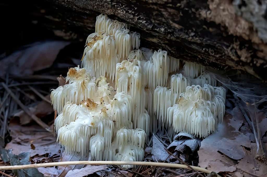Hericium also called monkey head mushroom, bearded tooth mushroom, satyr's beard, bearded hedgehog mushroom, pom pom mushroom, or bearded tooth fungus.