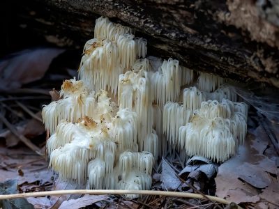 A Discover 22 Amazing Types of Rare Mushrooms
