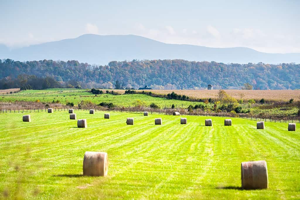Elkton, Virginia countryside rural country with hay roll bales on grass agriculture field in Shenandoah Valley, Virginia blue ridge mountains and silhouette of peak in autumn fall season