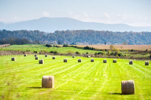 The Top 10 Most Valuable Crops Harvested in Virginia Picture