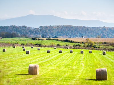 A The Top 10 Most Valuable Crops Harvested in Virginia
