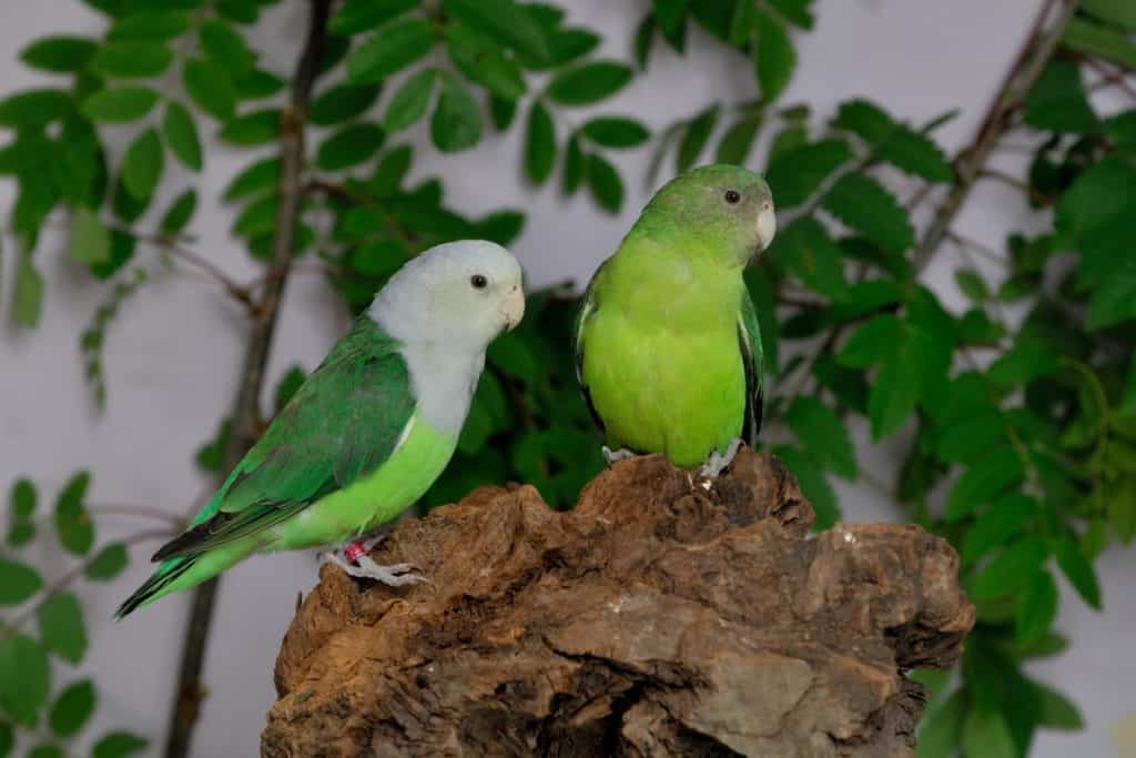 Male vs. Female Lovebirds 5 Key Differences AZ Animals