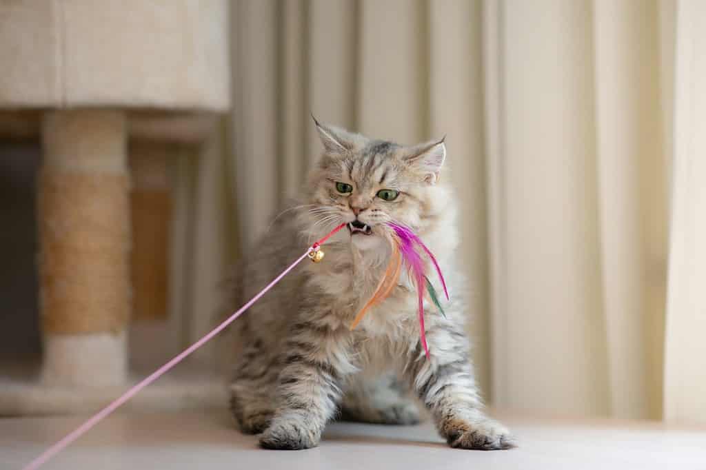 Cute persian cat playing toy