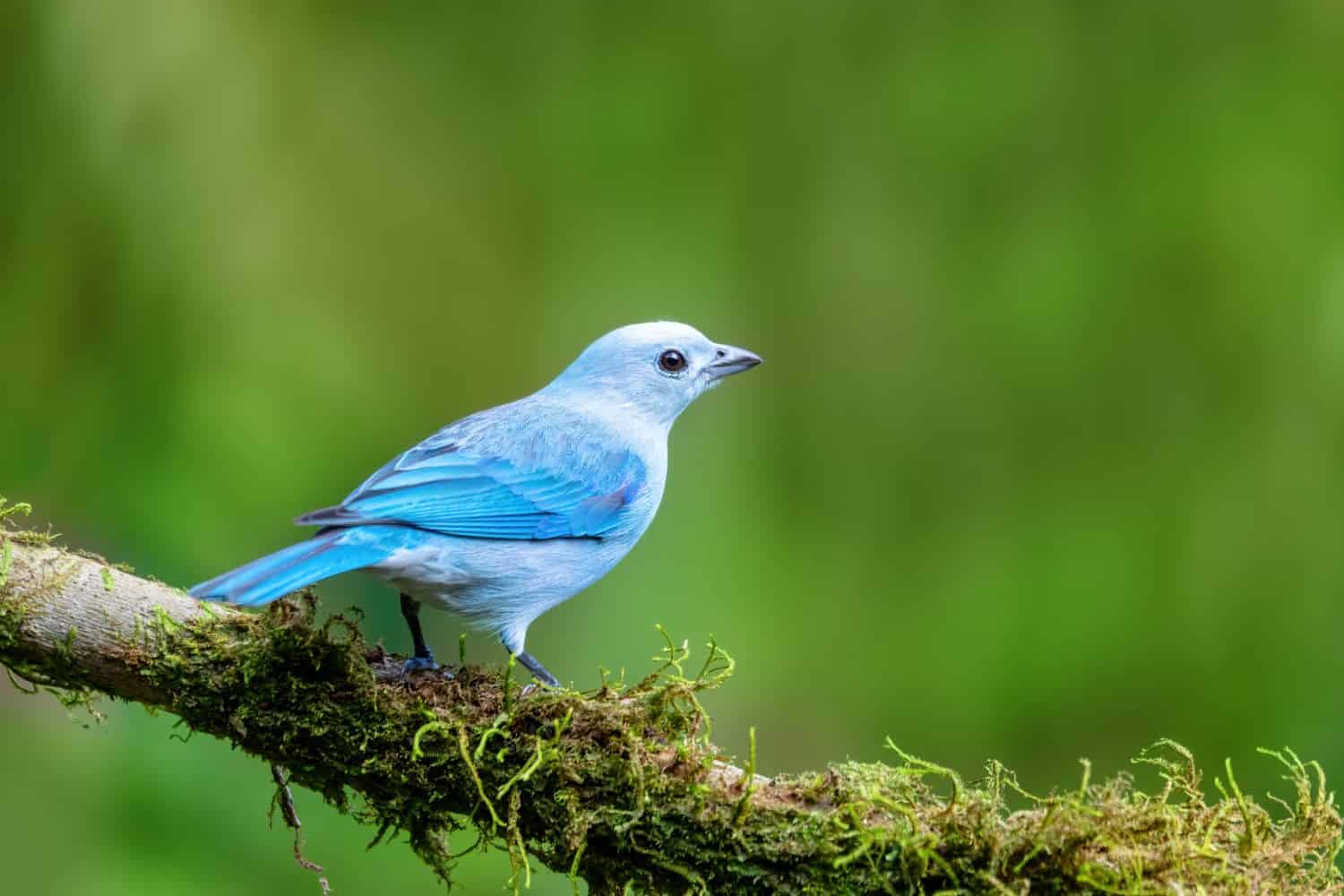 Blue-gray tanager (Thraupis episcopus) is a medium-sized South American songbird. Wildlife and birdwatching in Costa Rica.