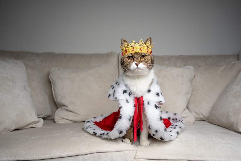 cat king of the couch. spoiled cat standing on sofa wearing royal mantle and crown looking at camera