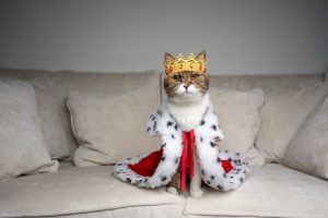 200 Fancy Cat Names to Make Your Cat Sound Like Majestic Royalty Picture