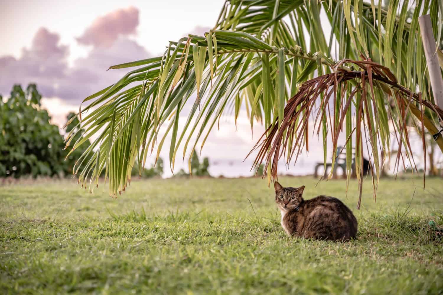 A beautiful outdoor cat relaxes under a palm tree by the ocean in Honolulu, Hawaii, at the Ala Moana Harbor, downtown.