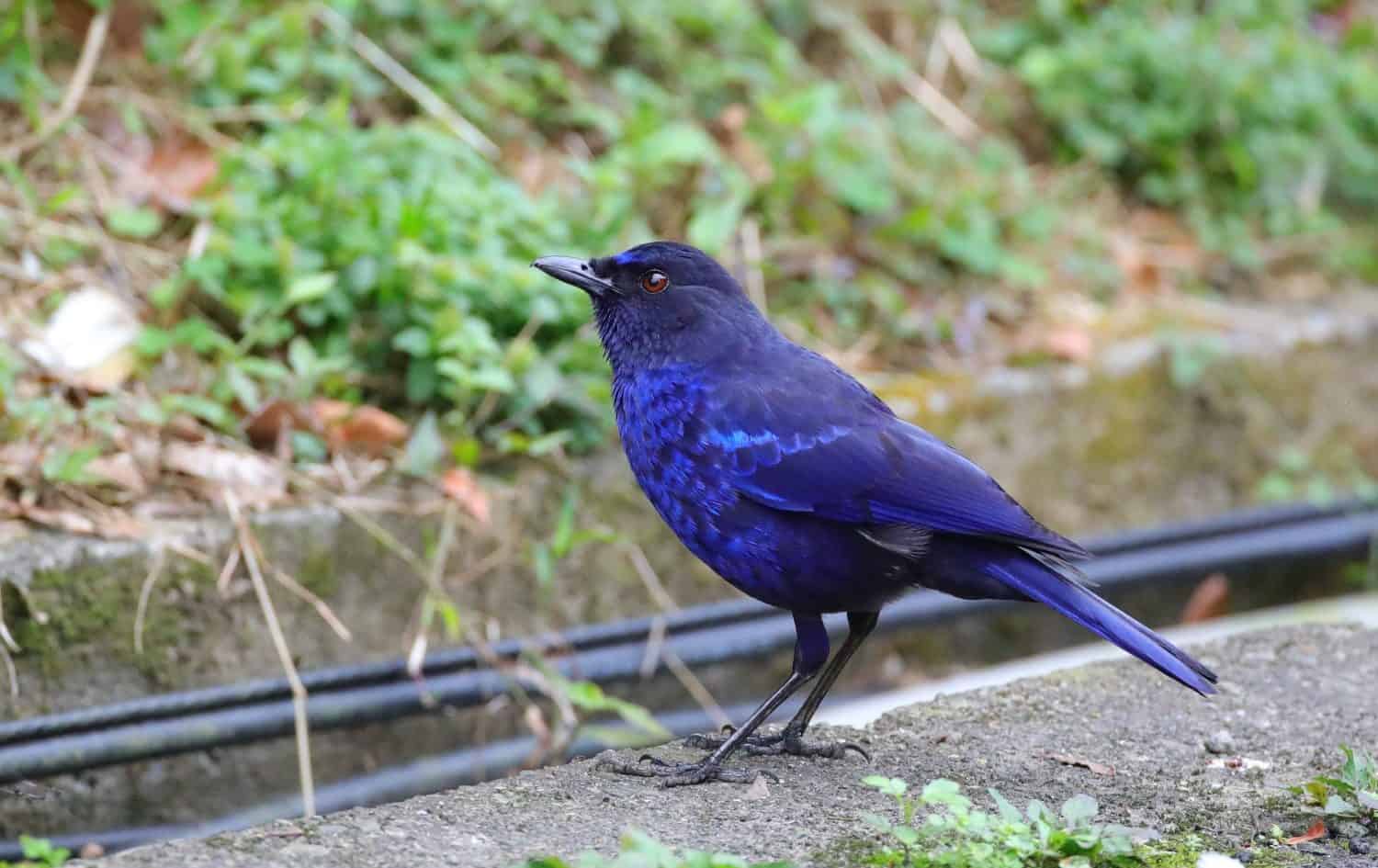 The Taiwan whistling thrush (Myophonus insularis), also known as the Formosan whistling thrush, is a species of bird in the family Muscicapidae. It is endemic to Taiwan.
