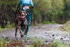 Cross Country with Your Dogs: How to Get Started in Canicross Picture
