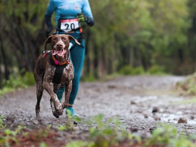 A Cross Country with Your Dogs: How to Get Started in Canicross