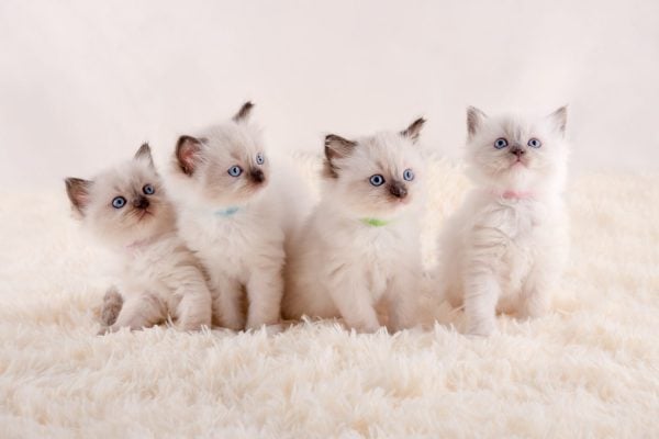 Ragdoll Kittens: Pictures, Adoption Tips, and More! - A-Z Animals